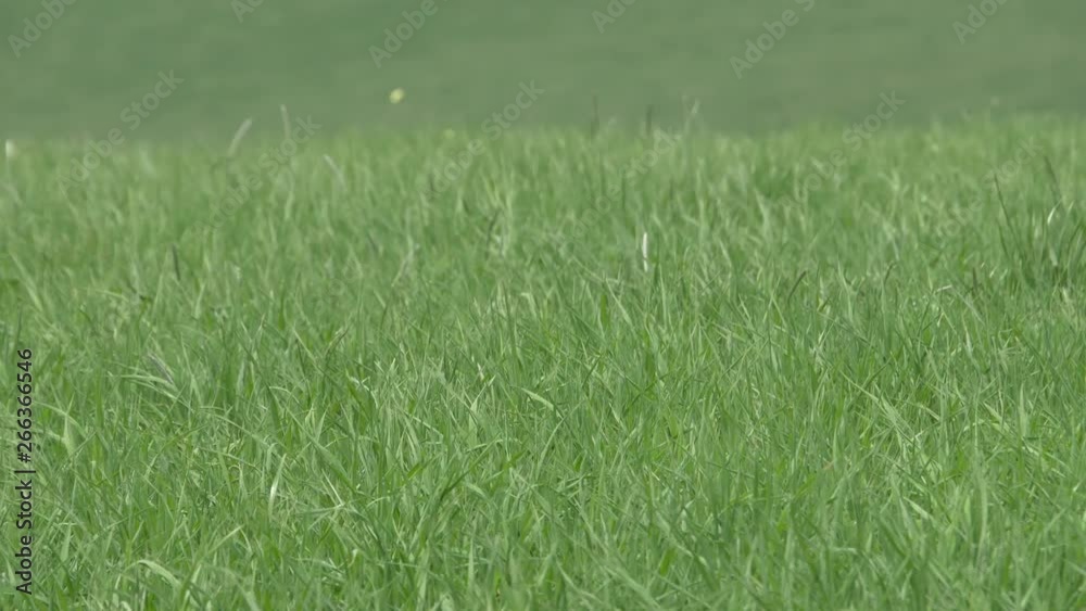 green grass background green grass background
