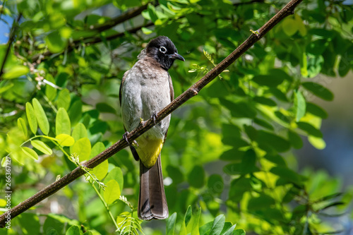 Close up of White-spectacled Bulbul (Pycnonotus xanthopygos)