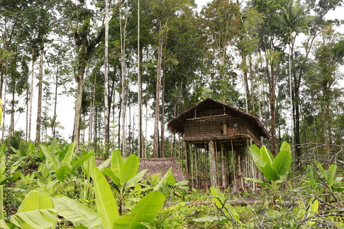 Ein Baumhaus auf einer Lichtung mit verlassenem Garten. (West Papua, Indonesien) photo