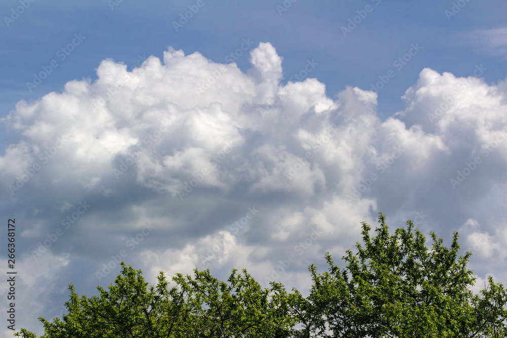 white clouds against a blue sky and green treetops white clouds against a blue sky and green treetops