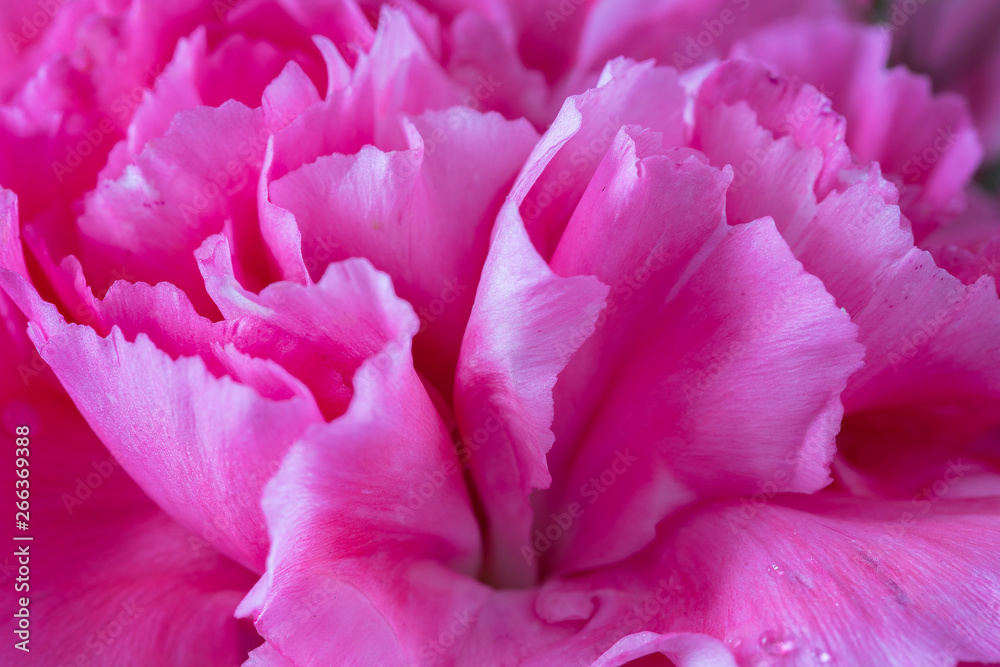 Pink carnation close up.