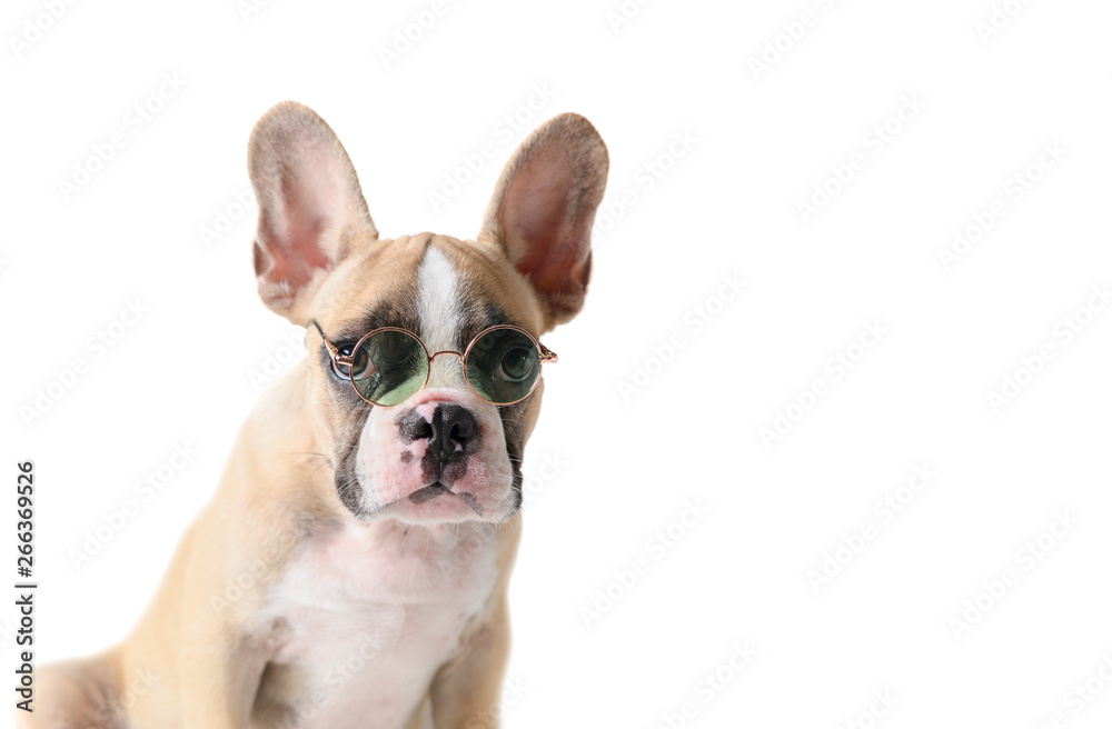 Cute french bulldog wear sunglass isolated Cute french bulldog wear sunglass isolated