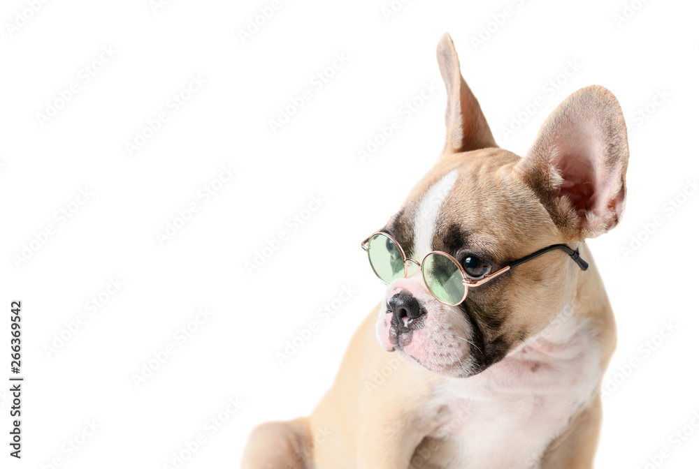 Cute french bulldog wear sunglass isolated