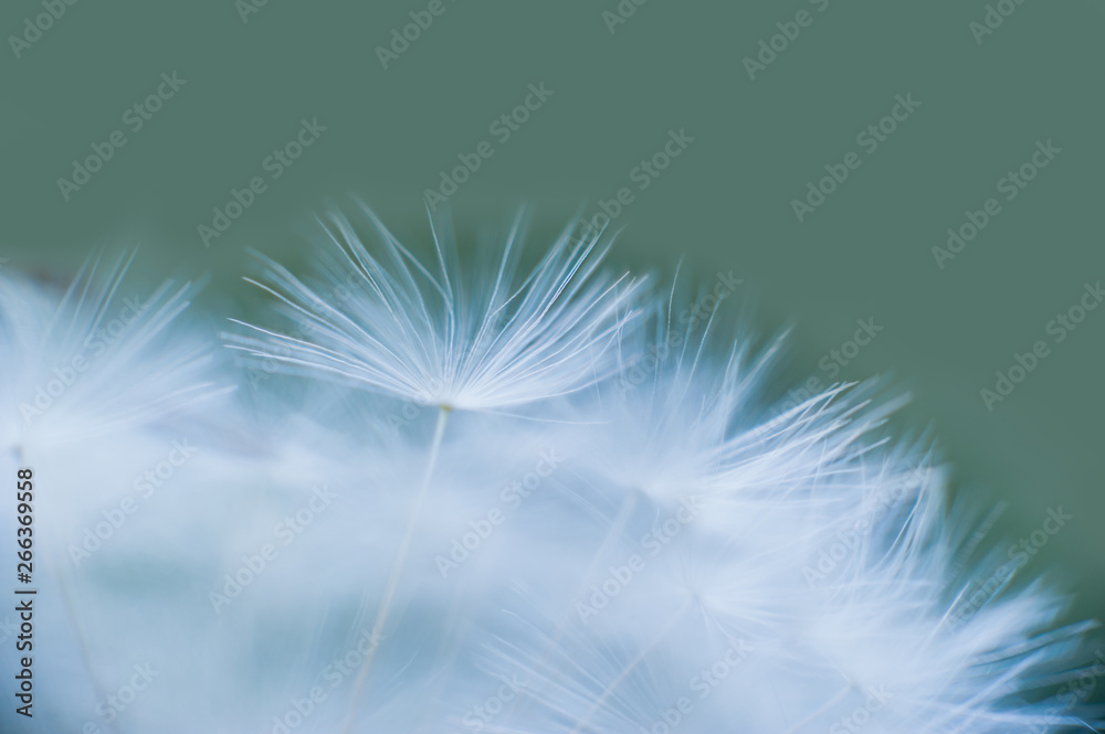 Beautiful dew drops on a dandelion seed macro. Water drops on a parachutes dandelion. Copy space. soft focus on water droplets. circular shape, abstract background