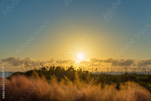sea grass and tropical plants on the beach at sunrise