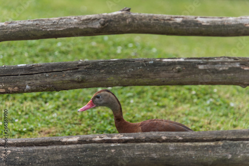 Whistling duck, Black-bellied Whistling-duck.
