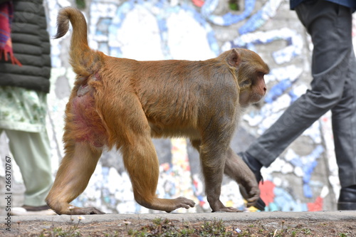 Photography Rhesus macaque monkey walking on four legs with humans in background at a busy r