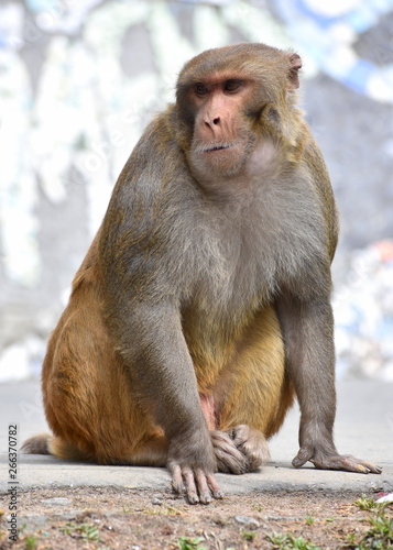 Determined Male Adult Rhesus Mazaque Monkey Portrait in natural background