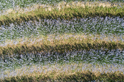 beautiful lavender flowers from above in koroshegy photo