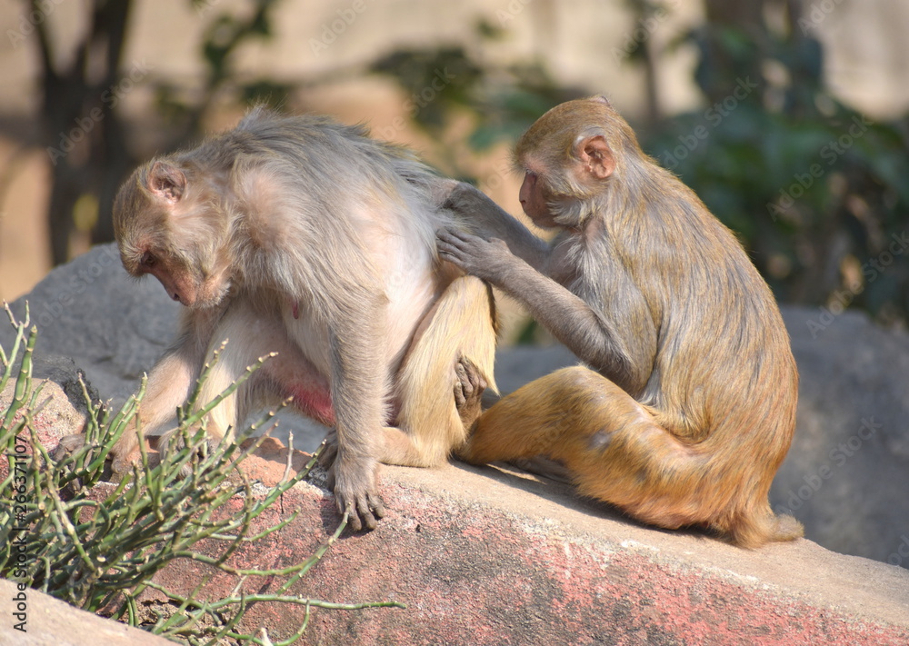 Rhesus Macaque / Macaca mulatta : A young monkey scratching the back of an adult female, a natural wildlife shot highlighting social relations, compassion and togetherness. Himalayan hills, NEPAL Rhesus Macaque / Macaca mulatta : A young monkey scratching the back of an adult female, a natural wildlife shot highlighting social relations, compassion and togetherness. Himalayan hills, NEPAL