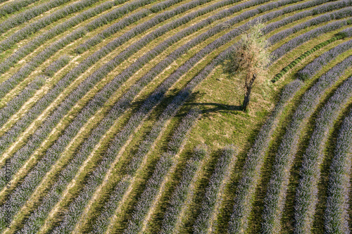 beautiful lavender flowers from above in koroshegy photo