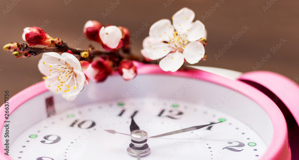 Branch with apricot flowers on the clock. Spring arrival_ Branch with apricot flowers on the clock. Spring arrival_