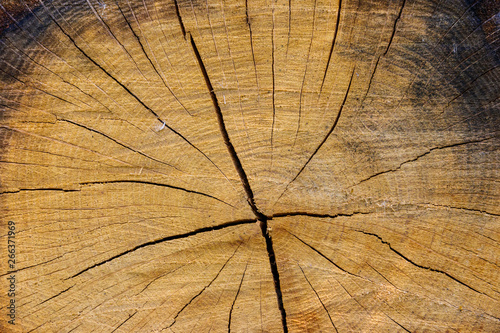 Cross section of tree trunk. Wooden texture for background