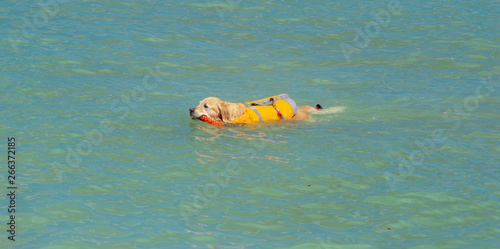 Lifeguard dog, rescue demonstration with the dogs in the beach