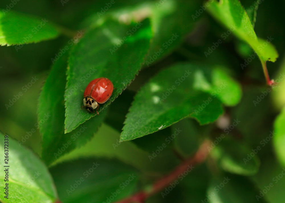 ladybug on a green leaf