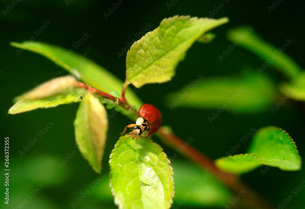ladybug on a green leaf ladybug on a green leaf