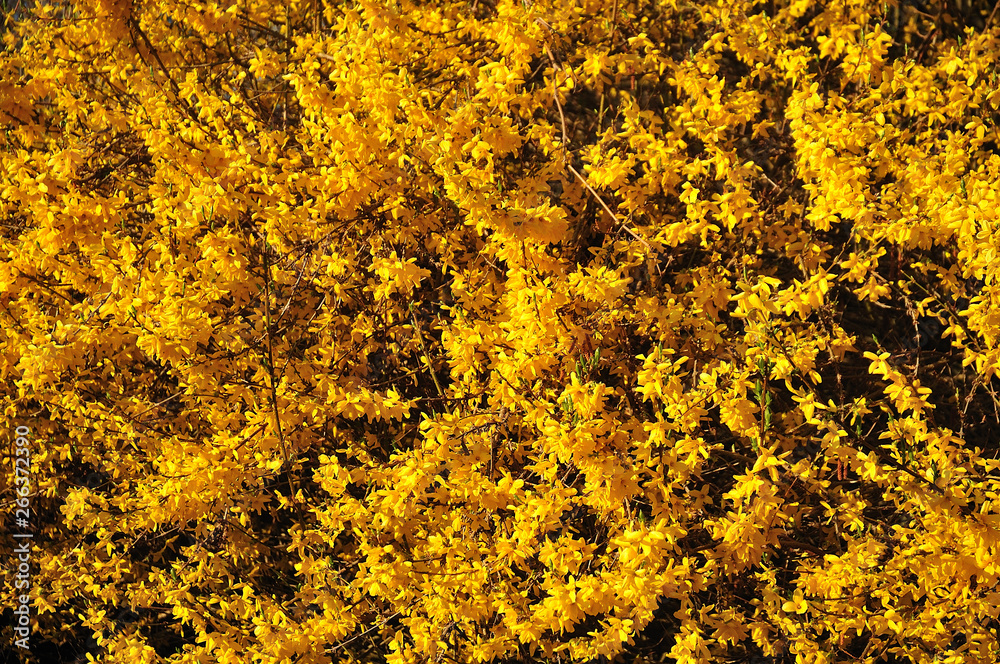 yellow flowering forsythia shrub in bright sunlight yellow flowering forsythia shrub in bright sunlight