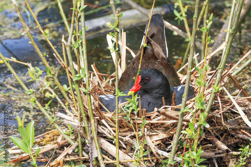 Moorhen, Gallinula Chloropus in the city center - visible floating bottles in the background photo