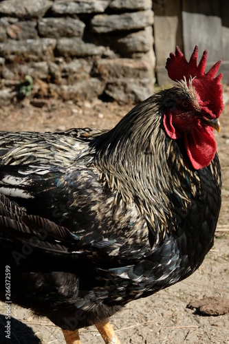 Vibrant and detailed portrait of a himalayan rooster/cockrell