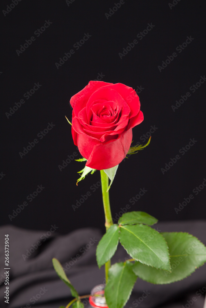 Fototapeta premium Bonita rosa de color rojo