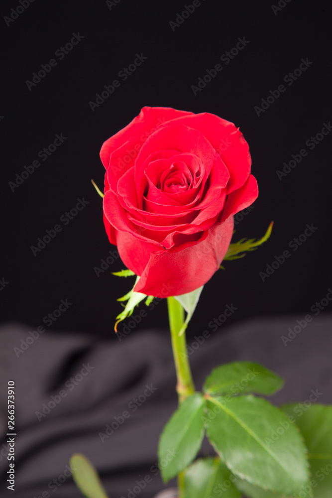 Bonita rosa de color rojo Bonita rosa de color rojo