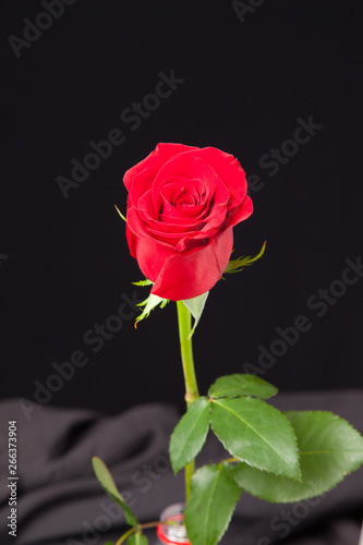 Bonita rosa de color rojo