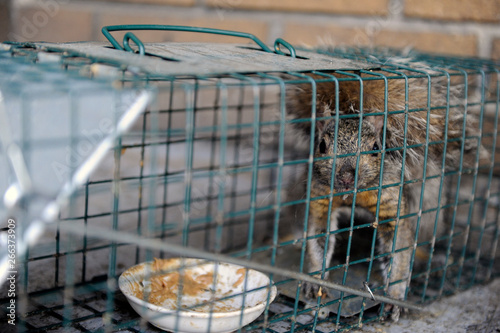 écureuil en cage photo