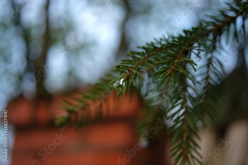 A drop of rain on a spruce branch. Macro background. Evening landscape. Spruce on a brick wall background.