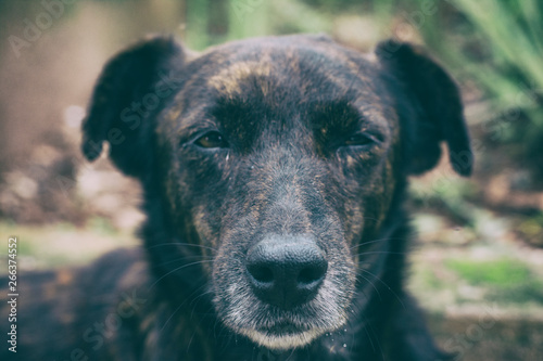 Cachorro de rua