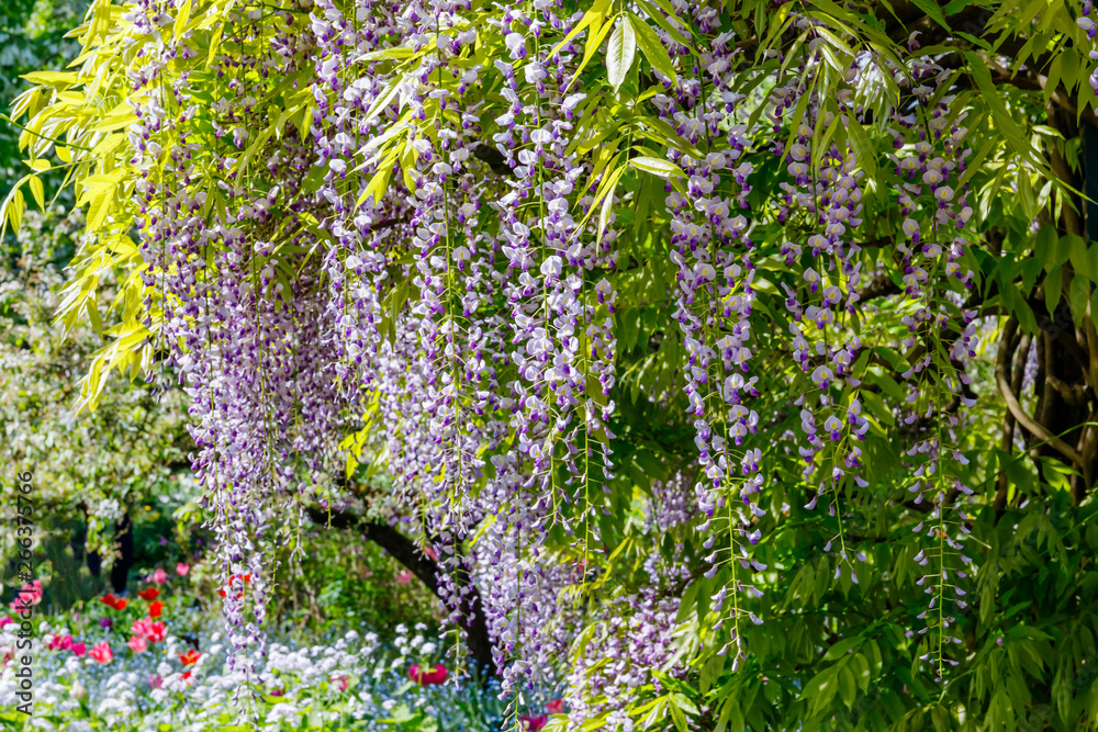 Blue rain Wisteria blossom. Chinese Wisteria and Japanese Wisteria Floribunda Macrobotrys bloom