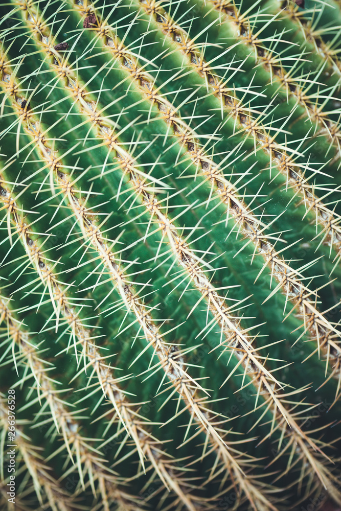 nature poster. cactus