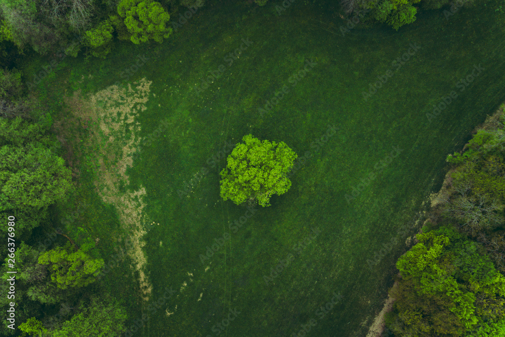 Aerial photo from drone of green illuminated tree in the middle of meadow near the forest in spring time. Top view of beautiful single tree in green meadow on the sunny day (soft lighting). Aerial photo from drone of green illuminated tree in the middle of meadow near the forest in spring time. Top view of beautiful single tree in green meadow on the sunny day (soft lighting).