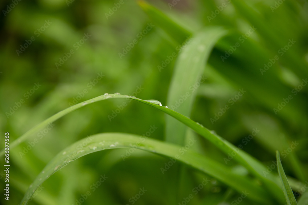 beautiful green leaves with drops of water after heavy rain beautiful green leaves with drops of water after heavy rain