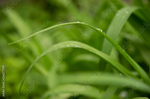 beautiful green leaves with drops of water after heavy rain