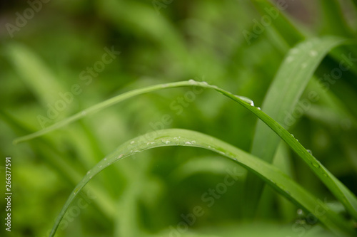 beautiful green leaves with drops of water after heavy rain