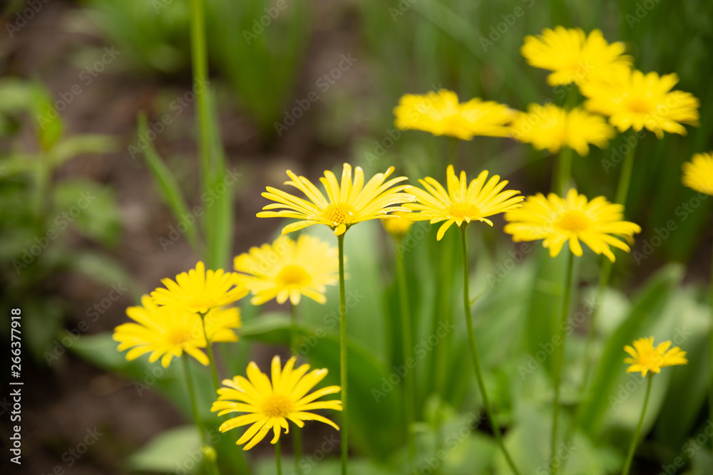 yellow flowers look like chamomile yellow flowers look like chamomile