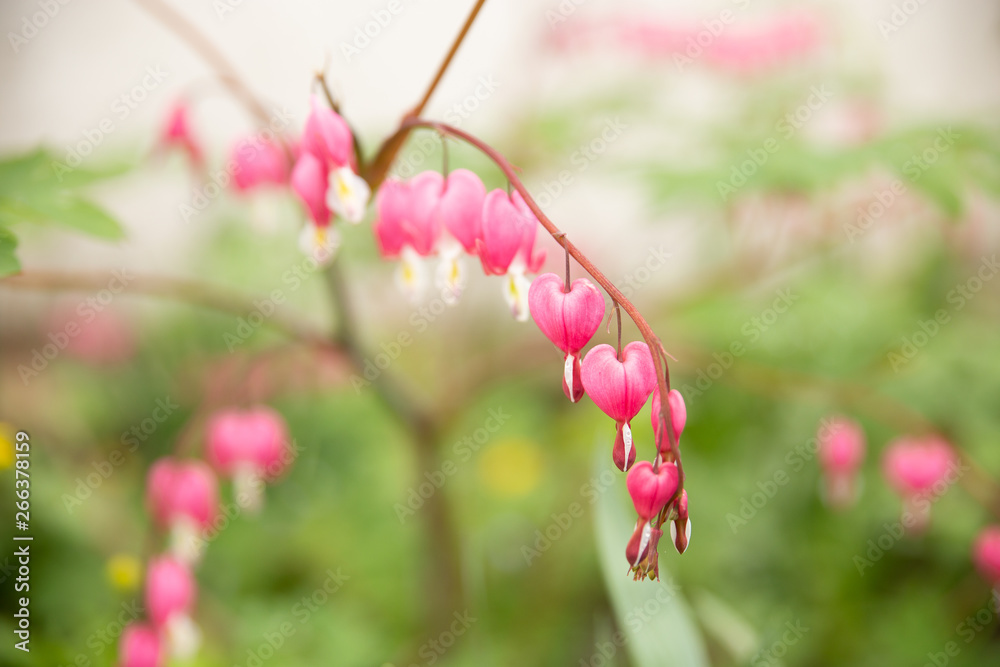 pink flowers bells a lot on one branch pink flowers bells a lot on one branch