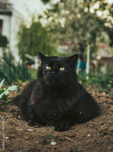 Vertical close up portrait of tomcat (Chantilly Tiffany)  laying on the ground (soil) in garden and looking to camera on sunny day. Dark black cat with green eyes resting on the field photo