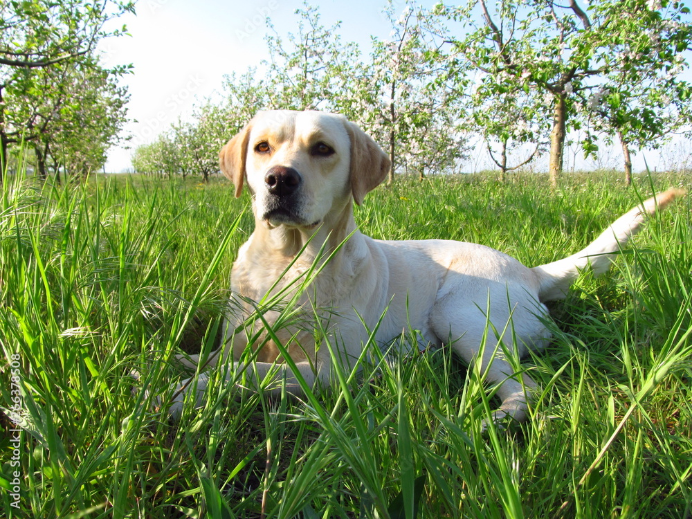 Labrador Retriever green grass sunny day dog is happy and smiling Labrador Retriever green grass sunny day dog is happy and smiling