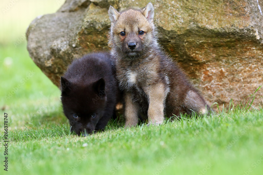 Fototapeta premium The gray wolf (Canis lupus) also known as the timber wolf,western wolf or simply wolf. Young wolf puppy in green grass.Two puppies, gray and black, sit by the rocks