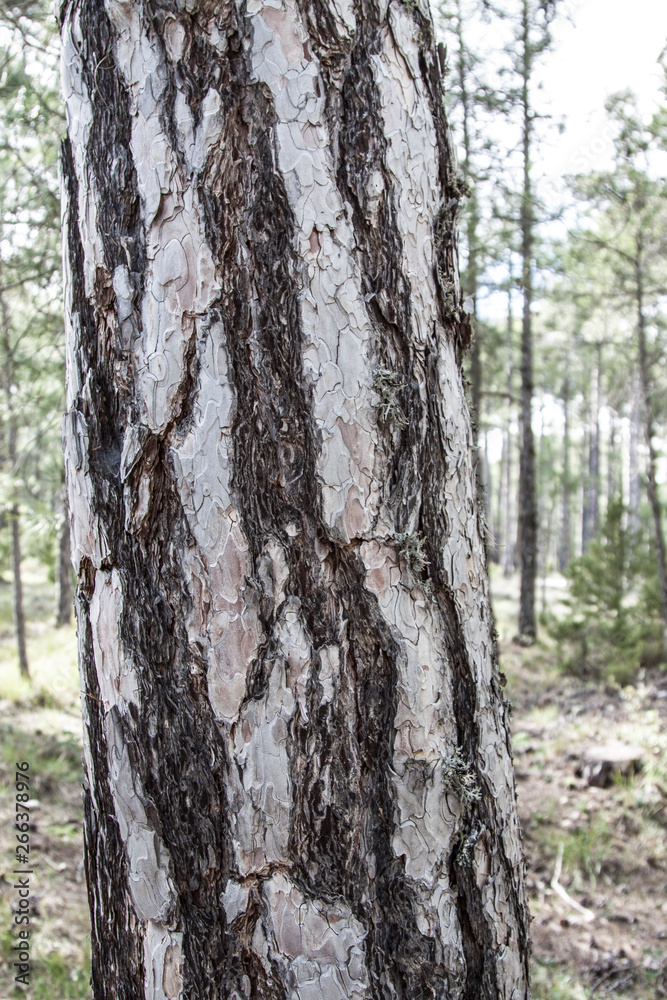 Texturas de la naturaleza, tronco de árbol