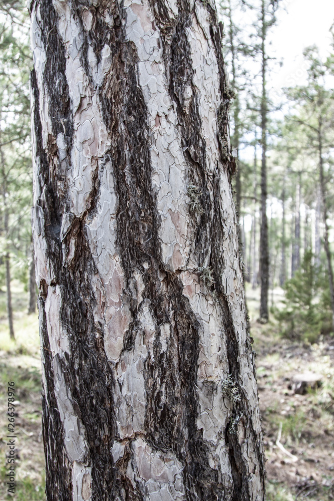 Texturas de la naturaleza, tronco de árbol Texturas de la naturaleza, tronco de árbol
