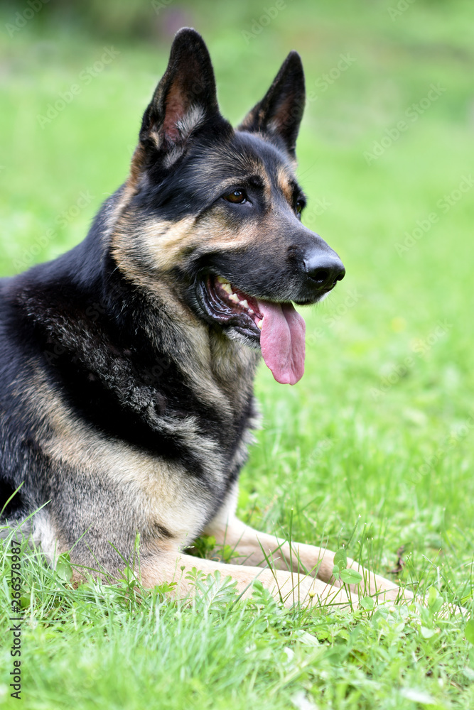 East European shepherd lies on the green grass. Portrait shepherd in profile.