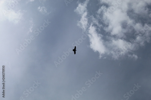 bird in flight