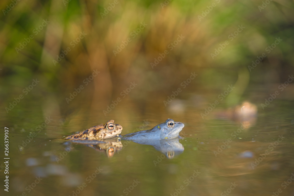 The Common toad Bufo bufo and The Moor frog Rana arvalis in Czech Republic The Common toad Bufo bufo and The Moor frog Rana arvalis in Czech Republic