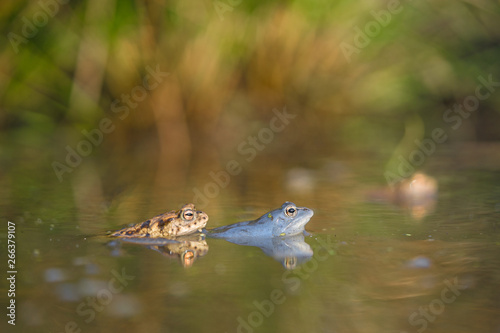 The Common toad Bufo bufo and The Moor frog Rana arvalis in Czech Republic
