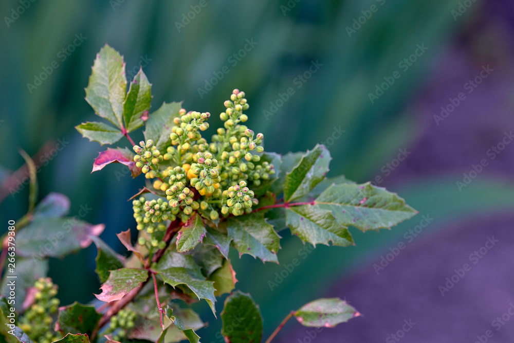 Mahonia aquifolium Mahonia aquifolium