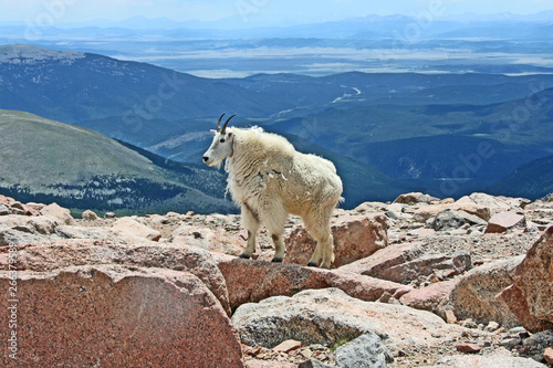 Landscape with Mountain goat, Colorado