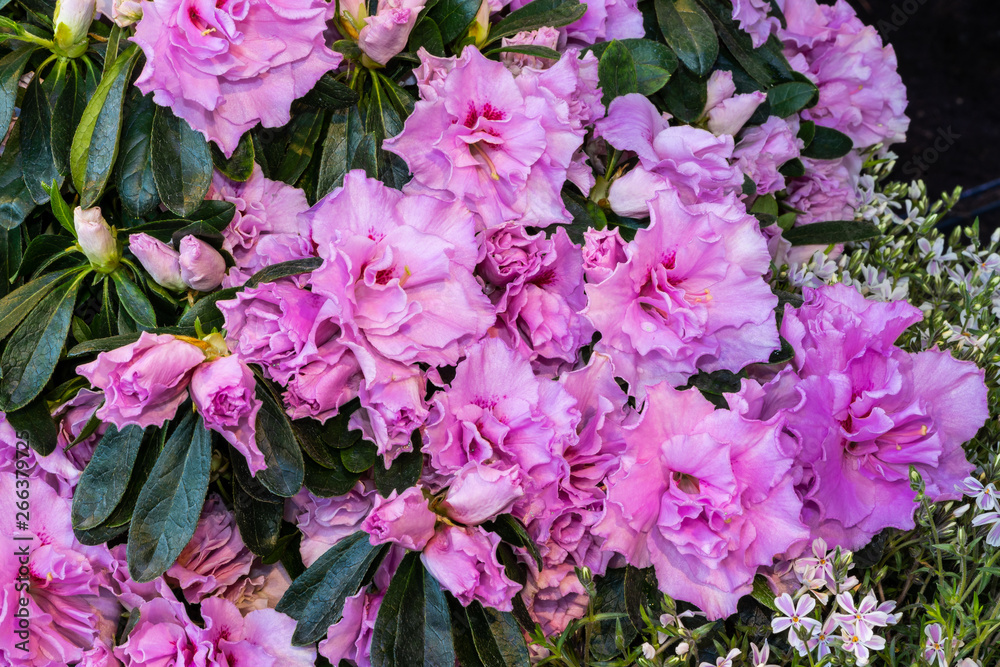 Purpur blühender Rhododendron Purpur blühender Rhododendron