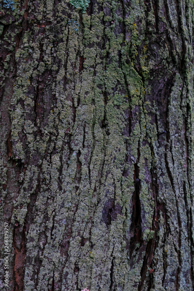 Tree bark covered with green lichens on it Tree bark covered with green lichens on it